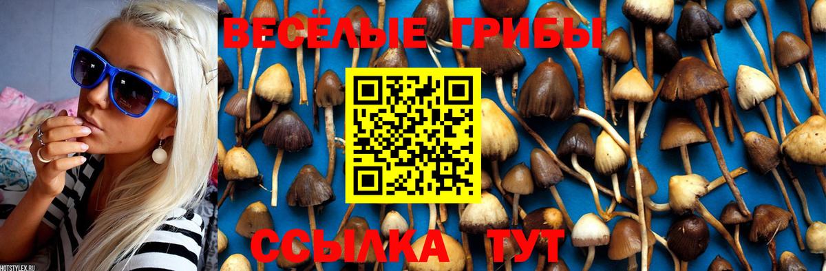 Псилоцибиновые грибы Cubensis Новоалтайск